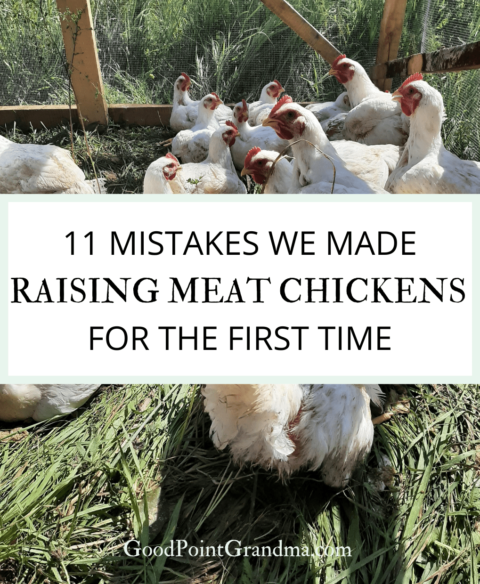 11 Mistakes We Made Raising Meat Chickens For The First Time