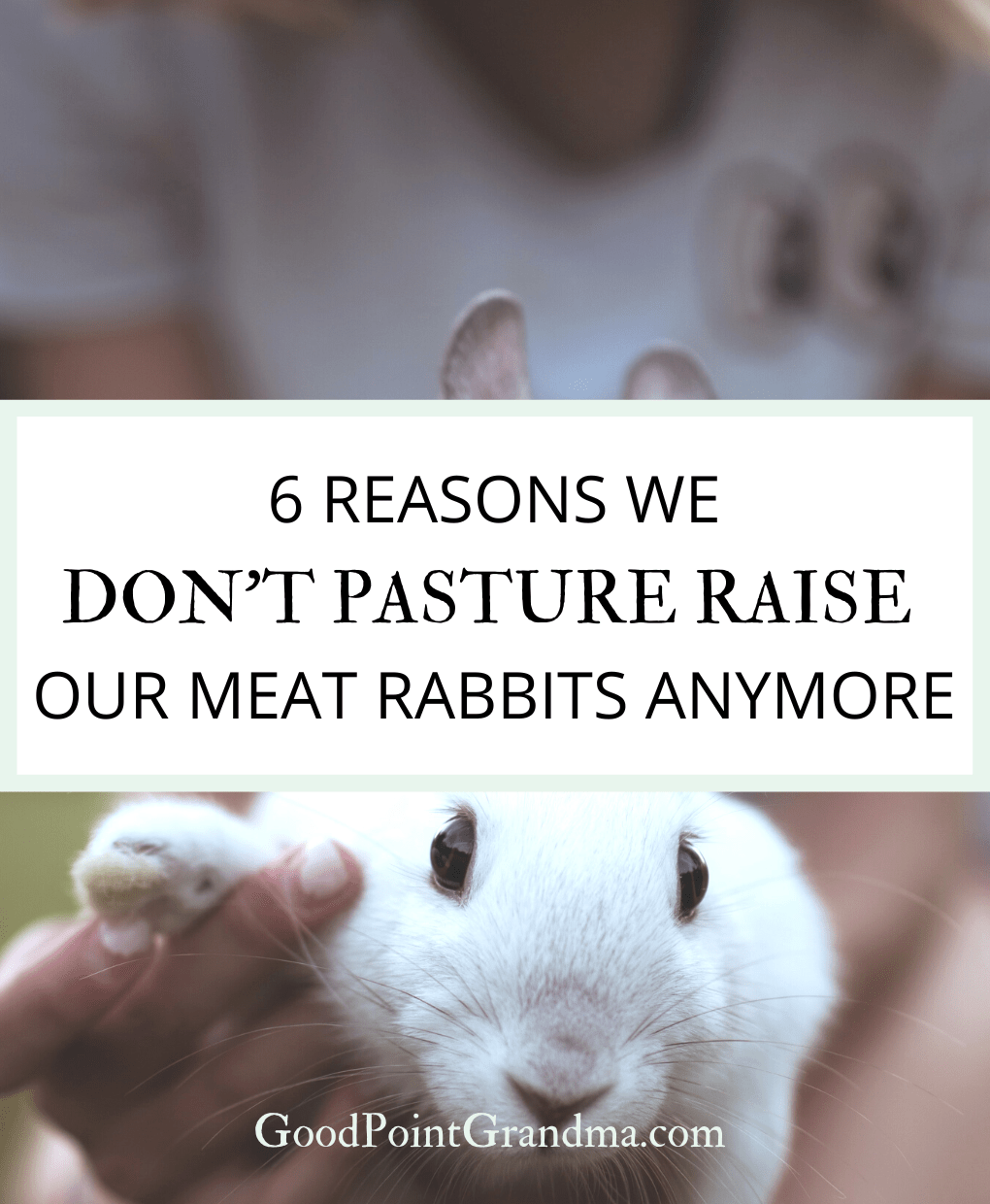 6 Reasons We Don t Pasture Raise Our Meat Rabbits Anymore