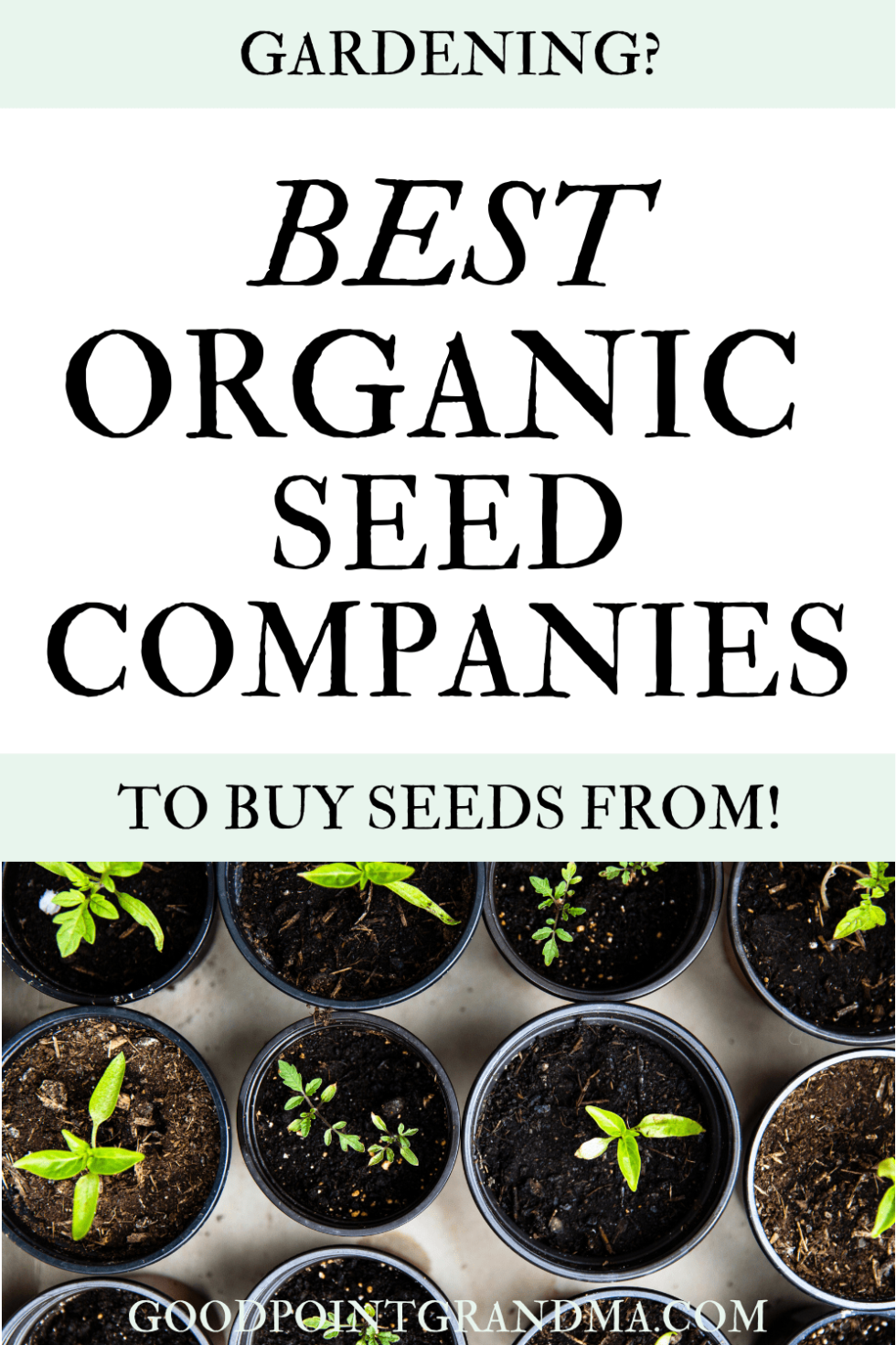 The 20+ Best Organic Seed Companies To Purchase Seeds From Online