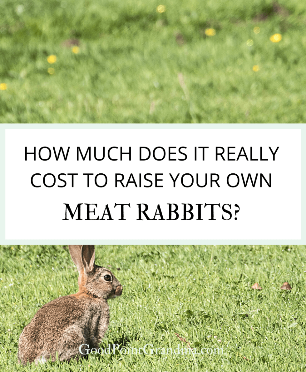 How Much Does It Really Cost To Raise Your Own Meat Rabbits?