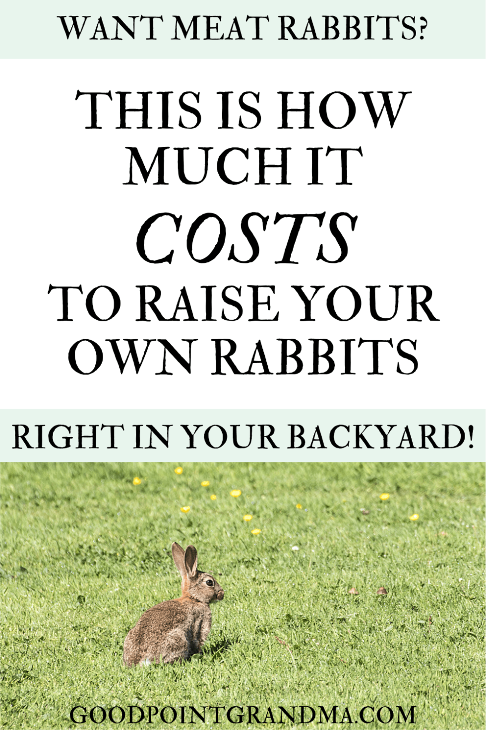 How Much Does It Really Cost To Raise Your Own Meat Rabbits?